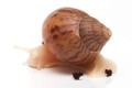 Achatina achatina achatina Nigeria typ 2 albino body juvenil